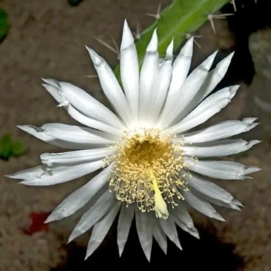 Acanthocereus Tetragonus Triangle Cactus Plant