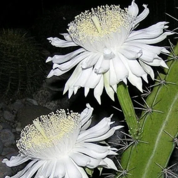 Acanthocereus Tetragonus Triangle Cactus Plant