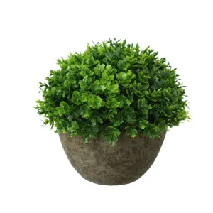 Decoration Plant with Pot