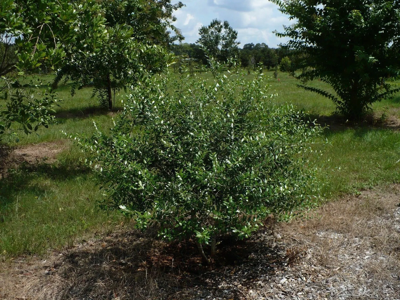 Florida Privet Forestiera segregata 50 Seeds  USA Company