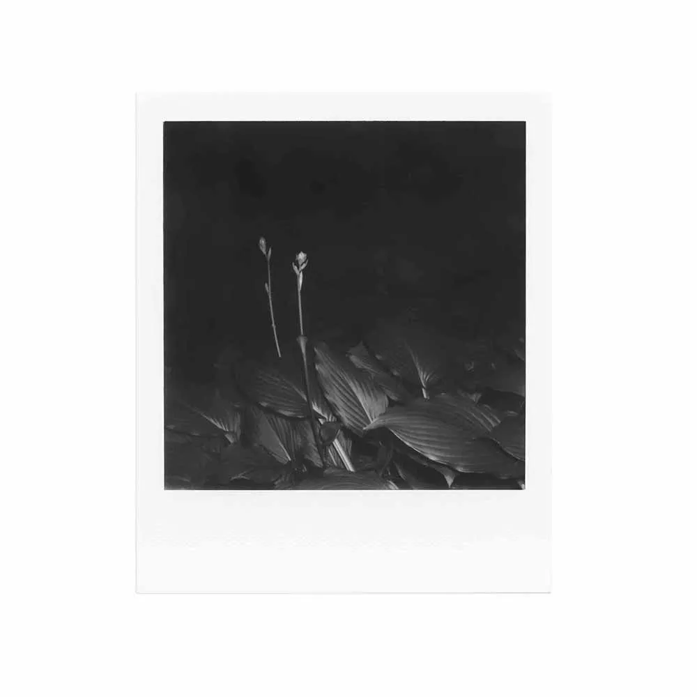 Polaroid 600 :: B&W Film