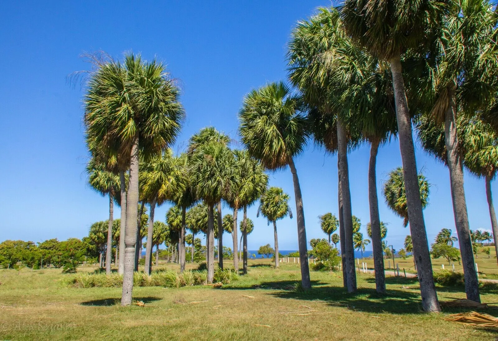 Puerto Rican Hat Palm Sabal causiarum 100 Seeds  USA Company